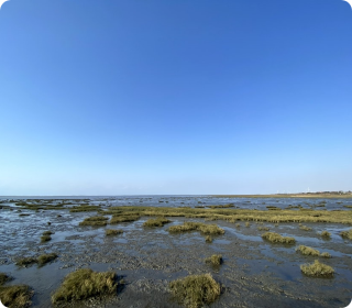 人工濕地，人工濕地建設