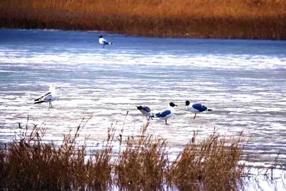 近期濕地文章精彩薈萃，點(diǎn)擊查看詳情