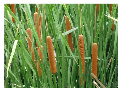 香蒲能有效地吸收硒,特別是硒酸鹽 香蒲能有效地吸收硒,特別是硒酸鹽